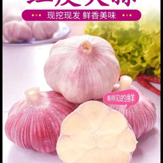 中牟县河南现挖现发新鲜紫皮红皮大蒜多瓣干湿腌大蒜带箱5斤装一件代发