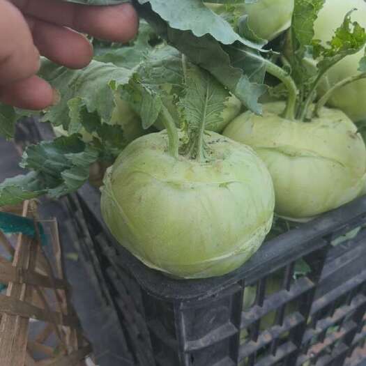 中江县鲜嫩