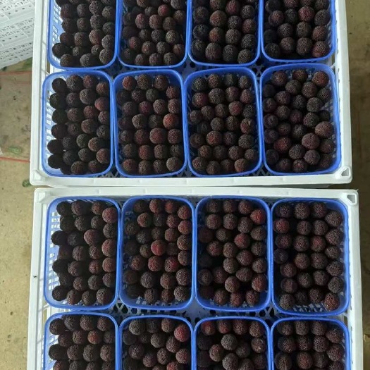 云南石屏杨梅