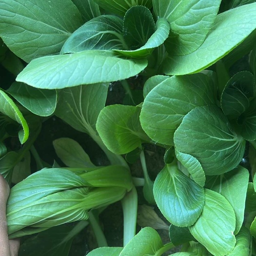 鄄城县小中颗 精品油菜 精品上海青