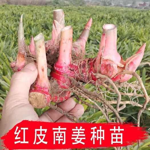 化州市红皮南姜种苗现挖姜苗山姜苗良姜种带土带芽新苗可盆栽多芽易种活