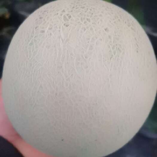 莘县库拉网纹瓜