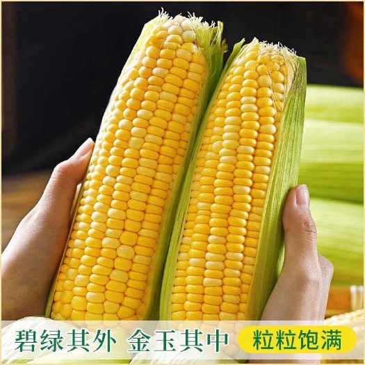 昆明云南金银水果玉米一件代发