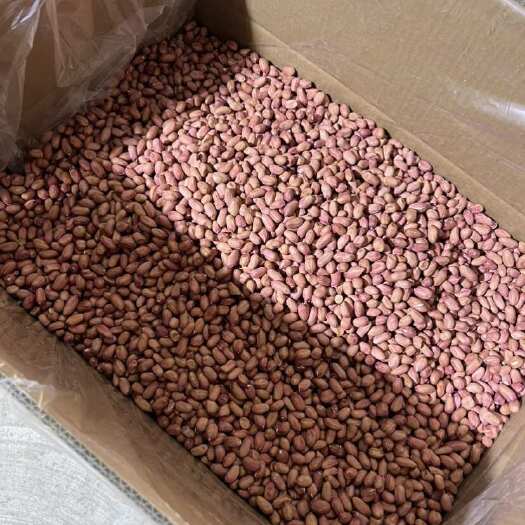平度市山东青岛黑土地花育9616手剥精品花生米花育25芽菜专用米
