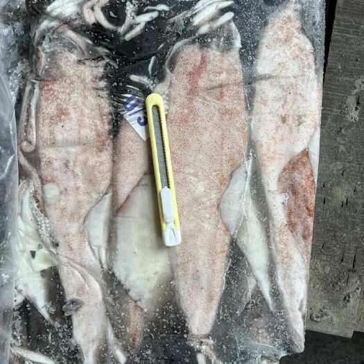 福州印度鱿鱼u3