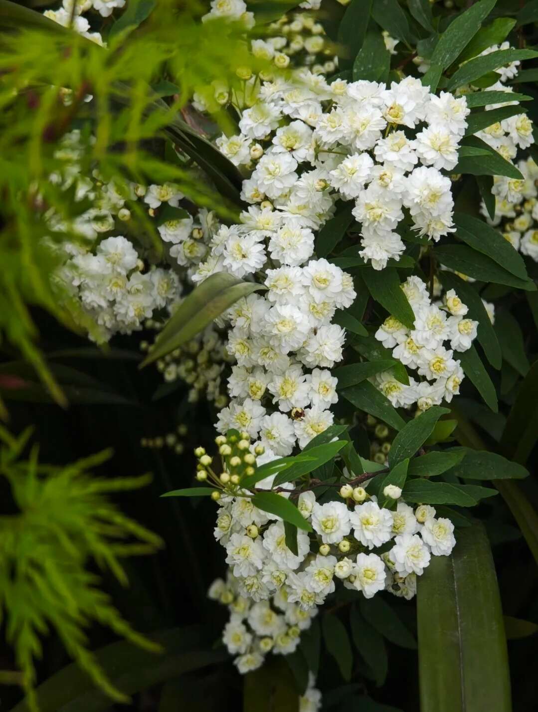 重瓣绣线菊 袋苗 可用于园林工程绿化 全国各地可发货