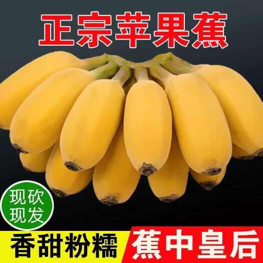 正宗广东苹果蕉当季现摘新鲜水果香蕉粉蕉超甜薄皮饱满大整箱甜糯