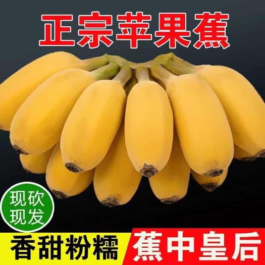 徐闻县正宗广东苹果蕉当季现摘新鲜水果香蕉粉蕉超甜薄皮饱满大整箱甜糯