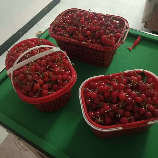 黔西市贵州产地大樱桃现摘现发