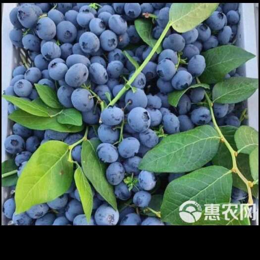 连云港精品蓝莓