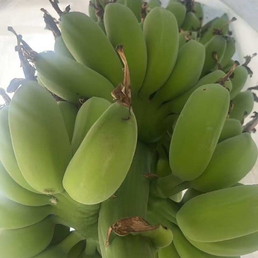 苹果蕉可接一件代发，社区团购各大平台