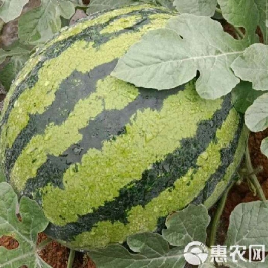 广西甜王大量上市，货源充足，专业团队品控，欢迎咨询