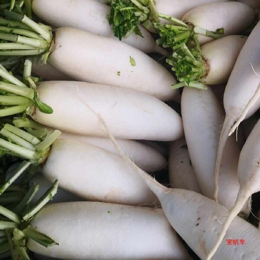 昆明现摘现发新鲜水果长白萝卜非胡萝卜烹炒煲汤生腌萝卜干条一件代发