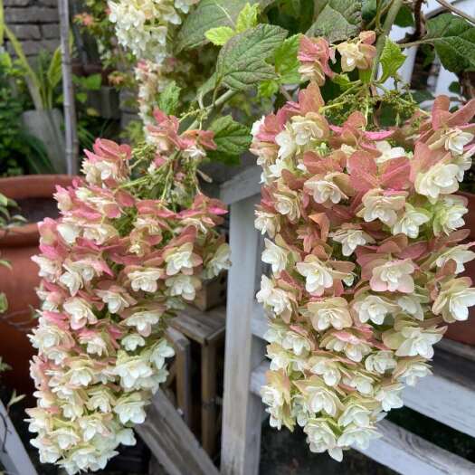 昆明雪花袋苗 耐寒-20° 可用于园林工程绿化花束盆栽 全国发货