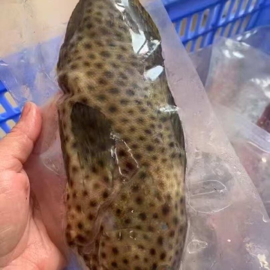 成都石斑鱼，青衣，瓜子斑，蓝斑