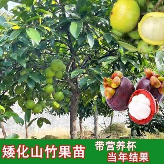 灵山县新品种无籽山竹树苗带花发货泰国黄金岭南山竹嫁接苗庭院盆栽带土