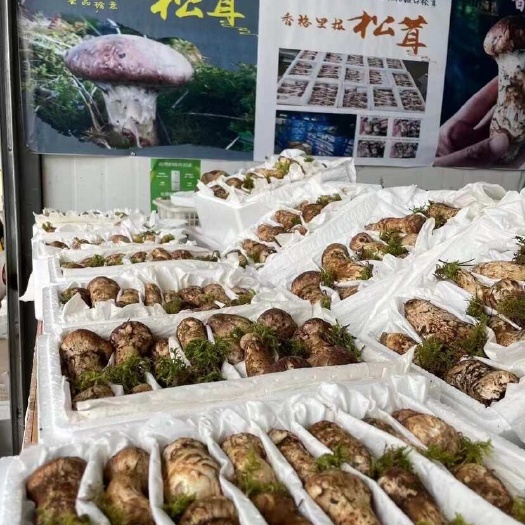 新鲜松茸，请提前预定