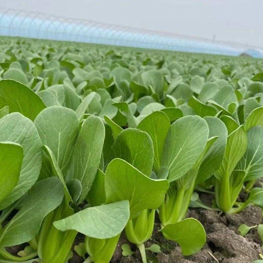 上海青小油菜，5月中下旬出菜