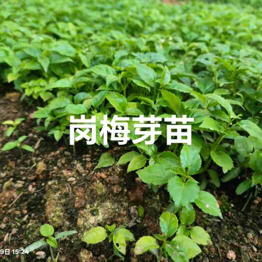 弋阳县岗梅芽苗，称星树苗，基地直供