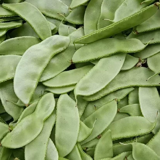 扁豆，绿扁豆，茶豆角
