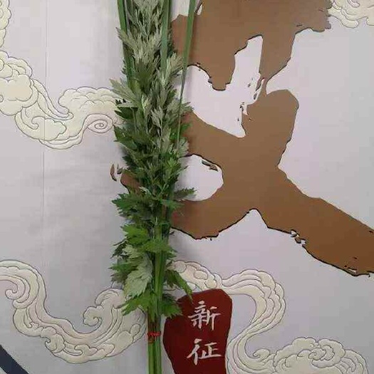艾蒿