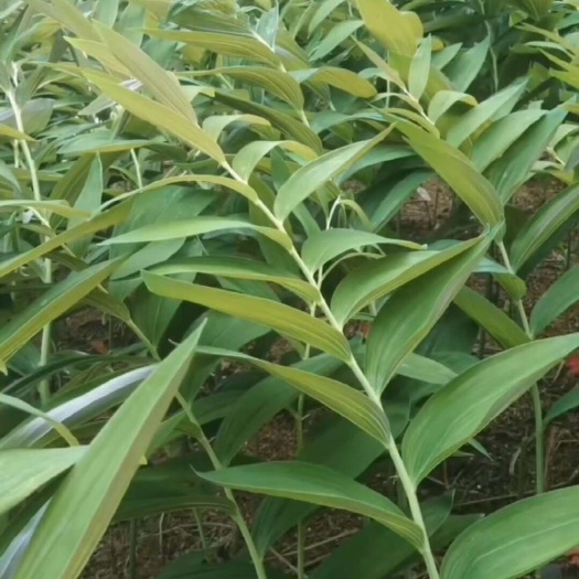 玉竹  玉竹种植基地