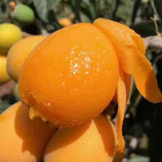 永善县云南昭通永善县新鲜枇杷现摘现发当季水果批发零售
