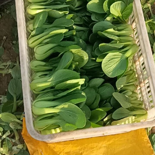 鄄城县上海青油菜