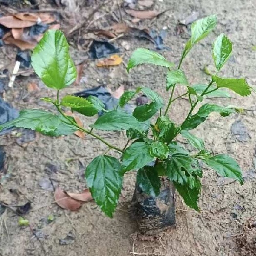 漳浦县扶桑 大红花 朱槿 朱瑾 小苗 袋苗 杯苗 福建 出售 批发