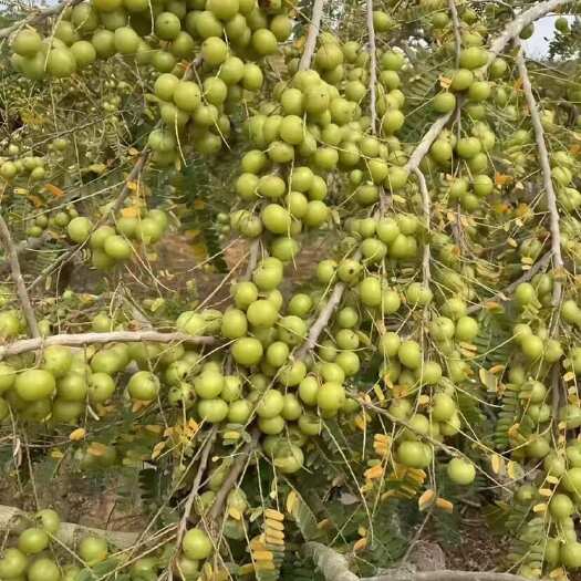 昆明滇橄榄果