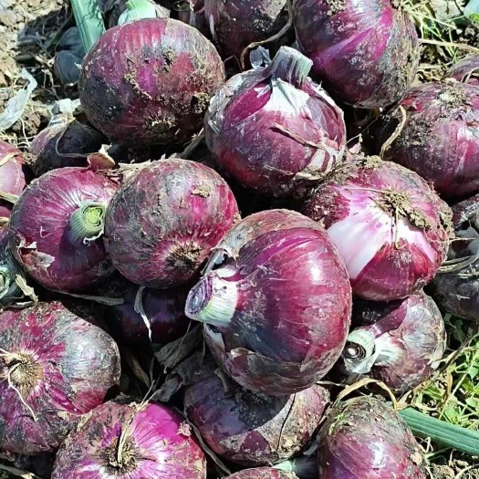 通许县河南开封基地新鲜洋葱大量上市，价格不高，欢迎前来咨询和选购…