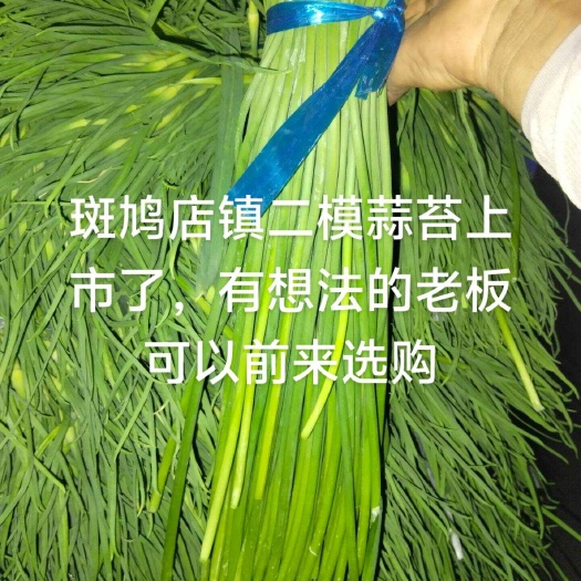 鲜蒜苔下来了，有想法的可以下手了