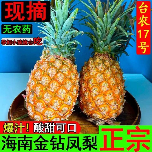 海口2025年海南树熟金钻凤梨香甜一件代发（持续发货中）商超品质