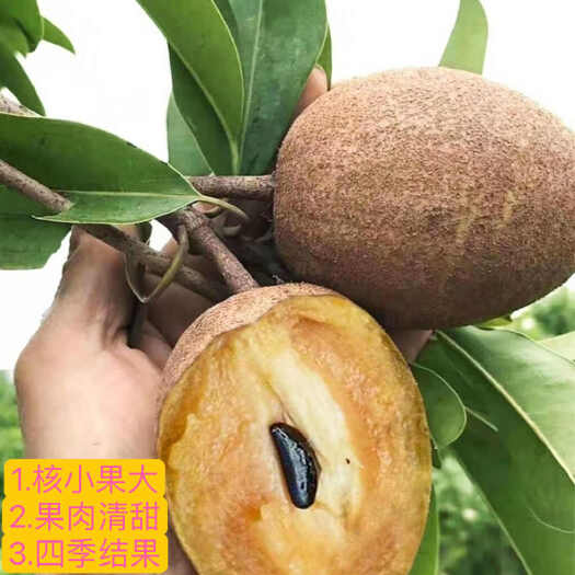 灵山县新品种越南人心大果人参果苗南北果树庭院阳台盆栽地栽可四季种植