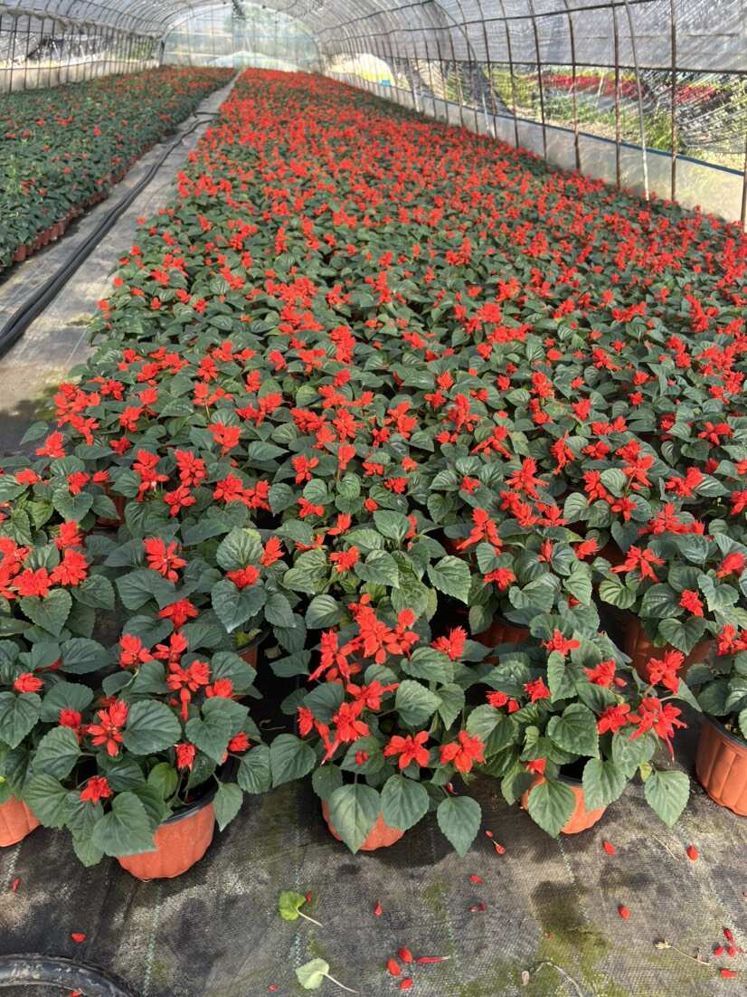 一串红，百亩基地直供时令草花，品种齐全，量大从优