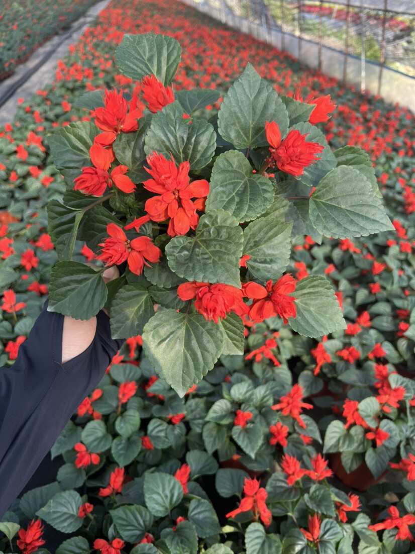 一串红，百亩基地直供时令草花，品种齐全，量大从优