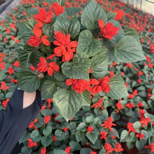一串红，百亩基地直供时令草花，品种齐全，量大从优