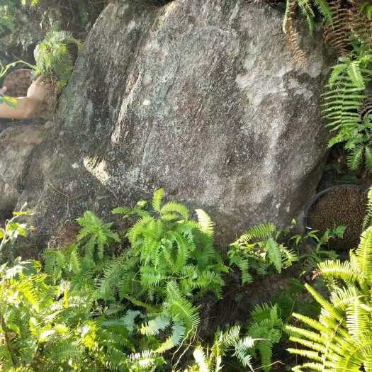 野生百花蜜 ，营养价值极好，大自然的惠赠！