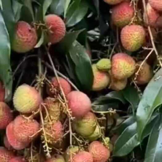 陵水县海南热带水果荔枝妃子笑
