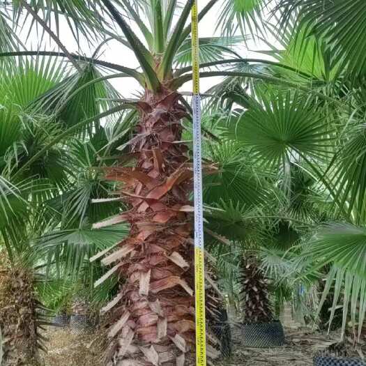 华棕树 华盛顿棕 老人葵 树 苗 福建 基地 出售 批发