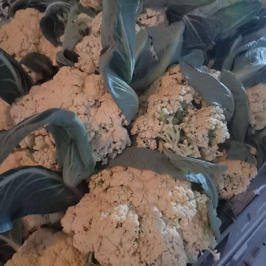 砀山县精品散花菜