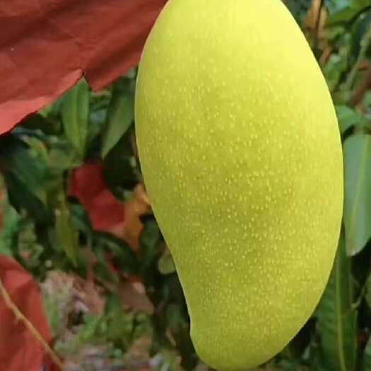 保山大青芒，鹰嘴芒，奥芒，台农，金红芒