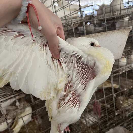 阳江广东阳江新鲜乳鸽供应 高品质鸽肉批发零售