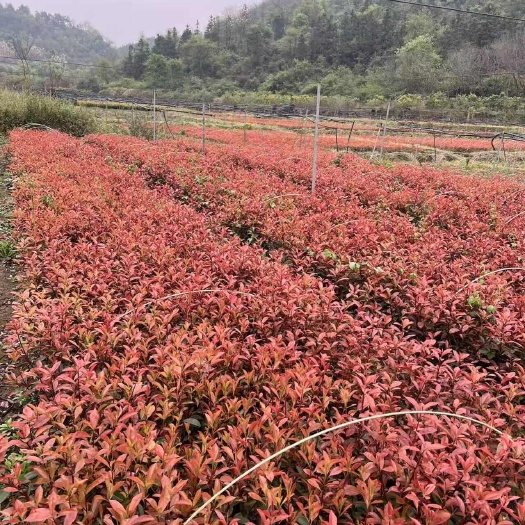 郴州红叶石楠绿化小苗大小规格齐全 红叶石楠大杯直销