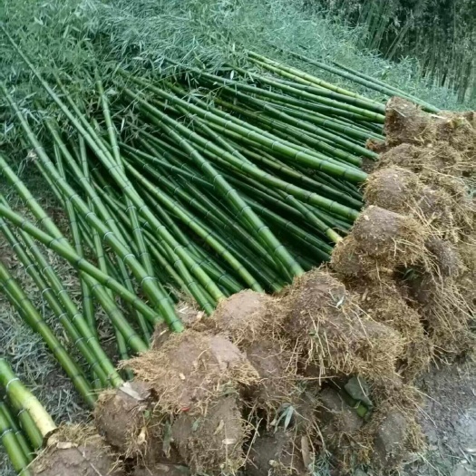 沭阳县青竹