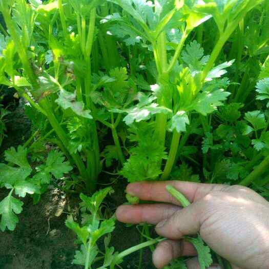 高台县速生小芹菜种子，四季小香芹种子