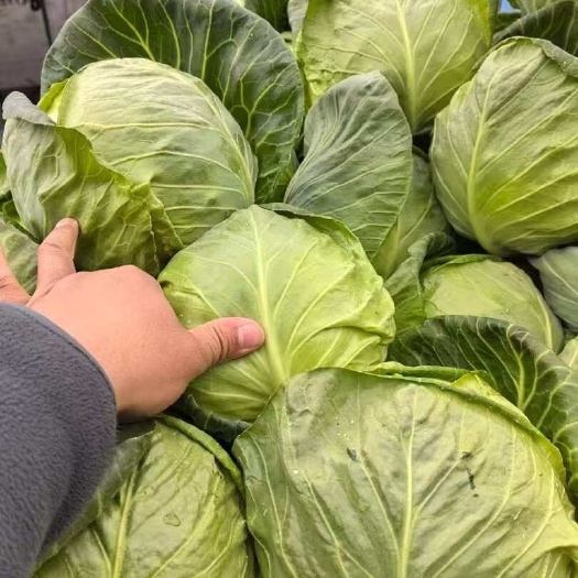 博爱县包菜