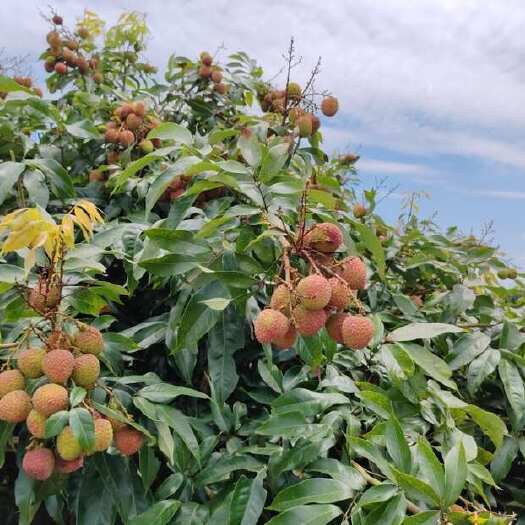 高州市批发茂名高州荔枝妃子笑荔枝电商一件代发 代办代发 达人对接