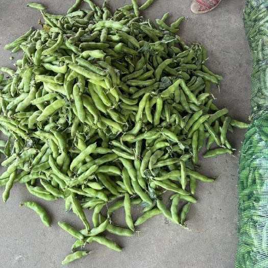 南通精品蚕豆大量上市了