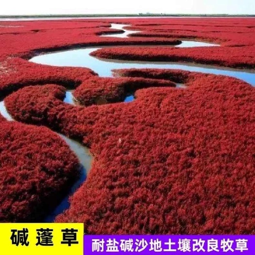 苏州碱蓬草草籽盐荒菜种子荒碱菜种耐盐碱沙滩种植碱蓬可园林绿化防风